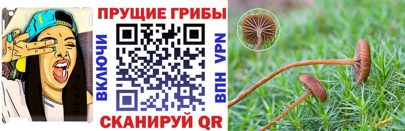 Псилоцибиновые грибы Cubensis  Бавлы 