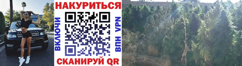 Каннабис OG Kush Бавлы